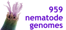 959 Nematode Genomes